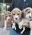 BEAGLE BİGIL YAVRULARI