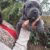 BLU CANE CORSO YAVRULARI