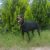 DOBERMAN KİNG YAVRULARI BURSA