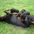 DOBERMAN KİNG YAVRULARI BURSA