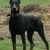 DOBERMAN KİNG YAVRULARI BURSA